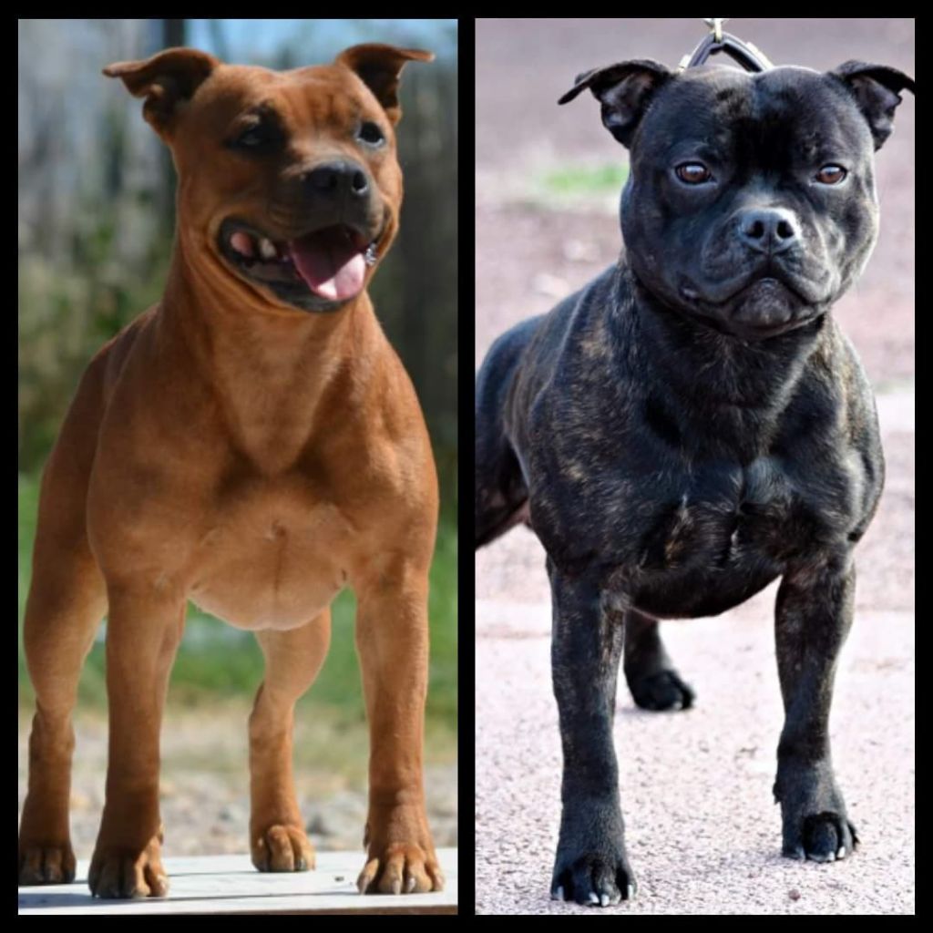 chiot Staffordshire Bull Terrier Of Zynajoy